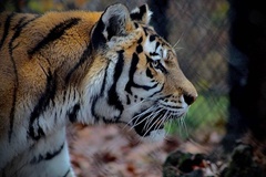 Panthera tigris altaica