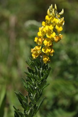 Crotalaria globifera