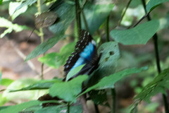 Morpho