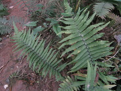 Dryopteris atrata