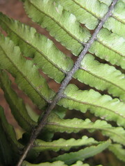 Dryopteris atrata