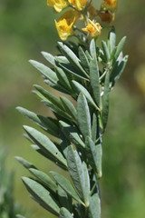Crotalaria globifera