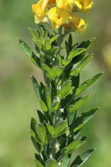 Crotalaria globifera