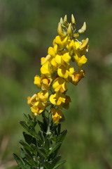 Crotalaria globifera