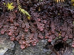 Frullania dilatata