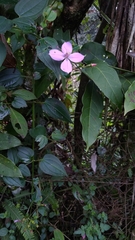 Arthrostemma ciliatum