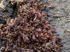 Frullania dilatata