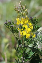 Crotalaria globifera