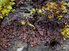 Frullania dilatata