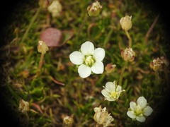 Sagina saginoides
