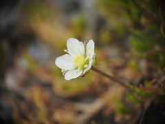 Sagina saginoides