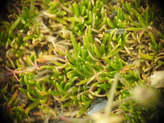 Sagina saginoides