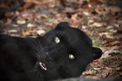 Panthera pardus orientalis