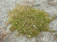 Sagina saginoides