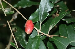 Englerophytum natalense