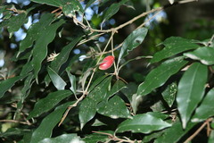 Englerophytum natalense