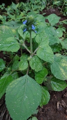 Salvia lasiocephala