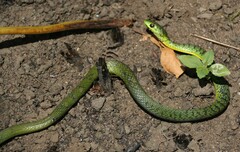 Philothamnus natalensis