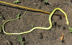 Philothamnus natalensis