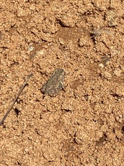 Anaxyrus fowleri