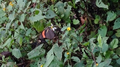 Pereute charops charops