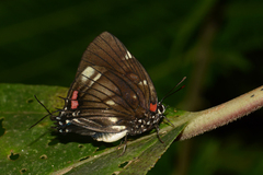 Panthiades paphlagon