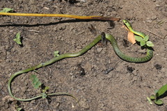 Philothamnus natalensis