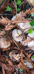 Agaricus deardorffensis