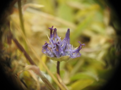 Phyteuma globulariifolium