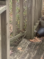 Zonotrichia albicollis