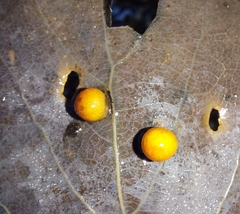 Harmandiola