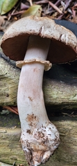Agaricus deardorffensis