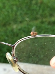 Ophiderma