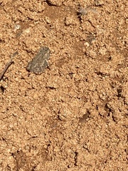 Anaxyrus fowleri