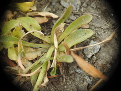 Phyteuma globulariifolium