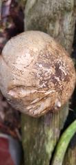 Agaricus deardorffensis