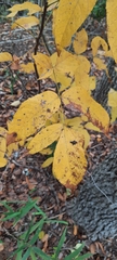 Ungnadia speciosa