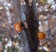 Harmandiola