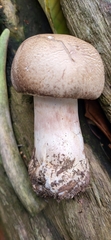Agaricus deardorffensis