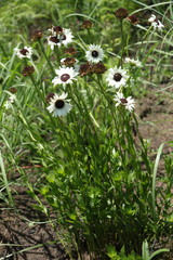 Callilepis laureola