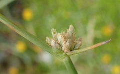 Cyperus laevigatus