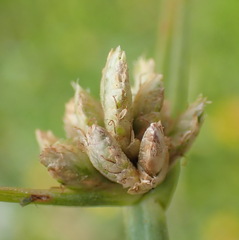 Cyperus laevigatus