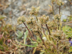 Phyteuma globulariifolium