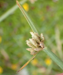 Cyperus laevigatus
