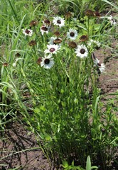 Callilepis laureola