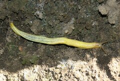 Elisolimax flavescens