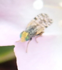 Tephritidae