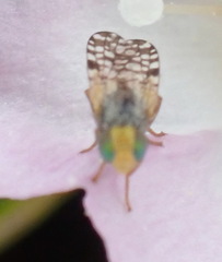 Tephritidae