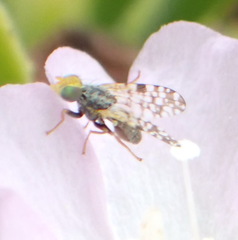 Tephritidae