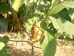 Junonia sophia